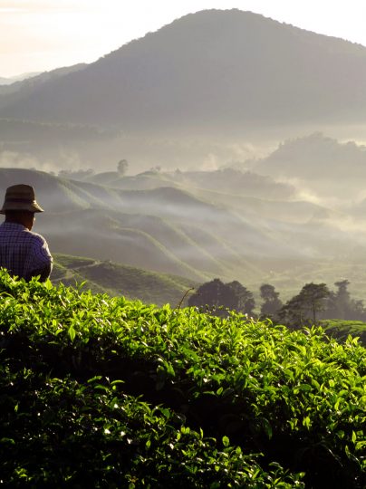 farmer-at-tea-plantation-2022-09-16-09-28-59-utc